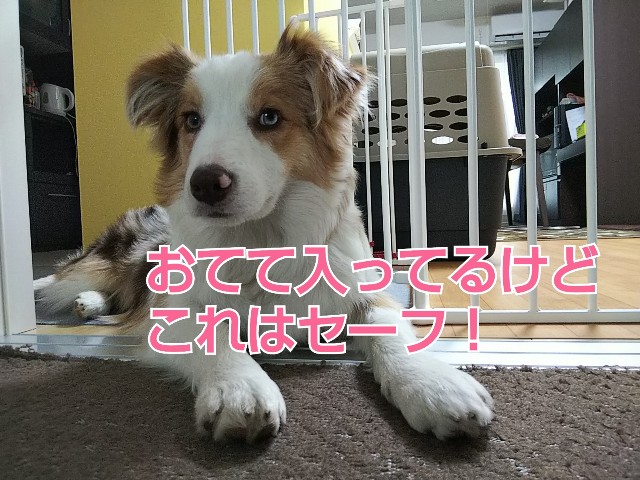 f:id:gussan-belle:20190110124809j:image