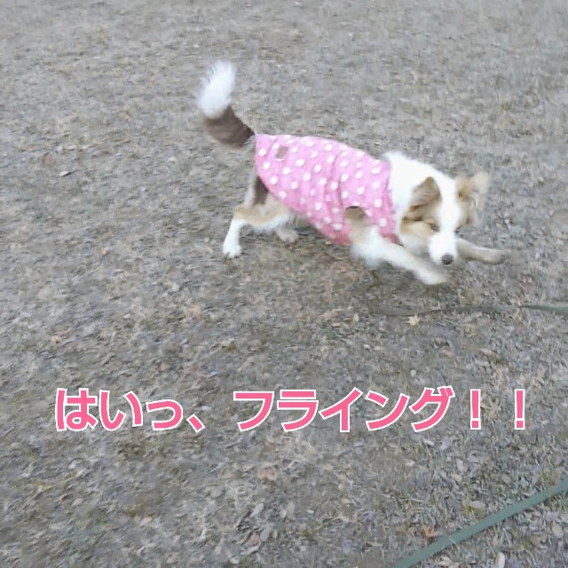 f:id:gussan-belle:20190111122856j:image