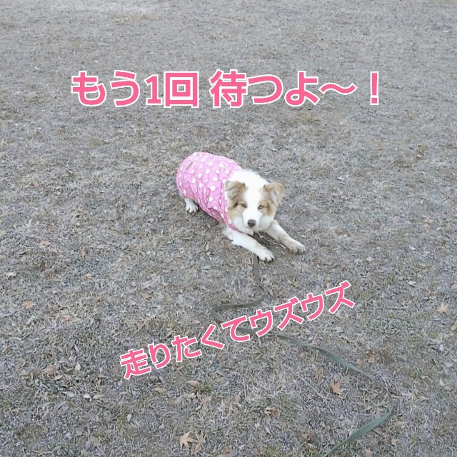 f:id:gussan-belle:20190111122924j:image