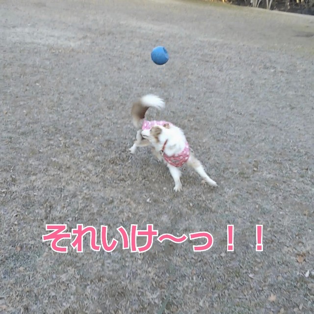 f:id:gussan-belle:20190111122938j:image