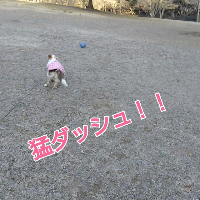 f:id:gussan-belle:20190111122951j:image
