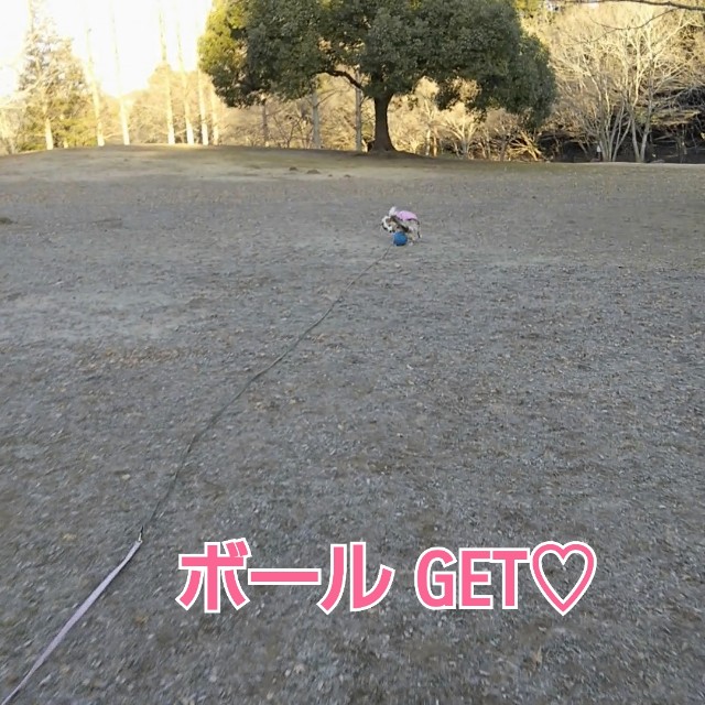 f:id:gussan-belle:20190111123001j:image