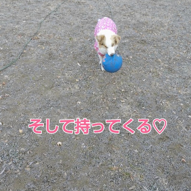 f:id:gussan-belle:20190111123028j:image