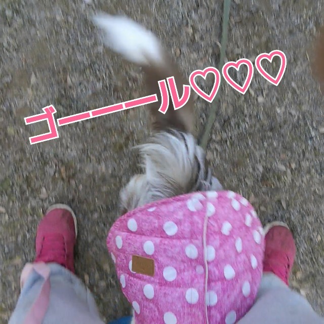 f:id:gussan-belle:20190111123037j:image