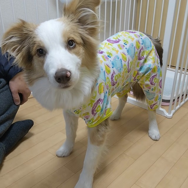 f:id:gussan-belle:20190112224301j:image