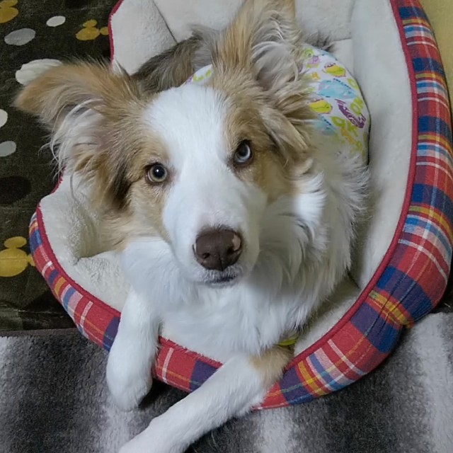 f:id:gussan-belle:20190112225130j:image