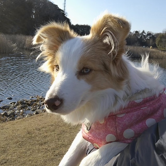 f:id:gussan-belle:20190113190514j:image