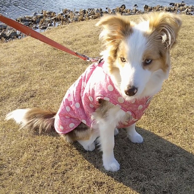 f:id:gussan-belle:20190113190527j:image