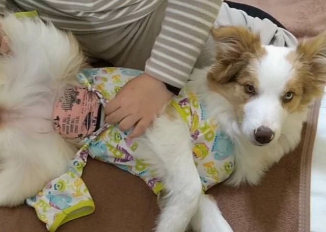 f:id:gussan-belle:20190114131002j:image