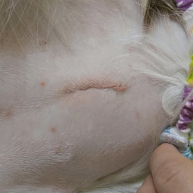 f:id:gussan-belle:20190114131123j:image