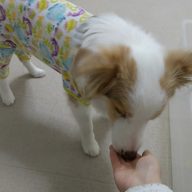 f:id:gussan-belle:20190115142157j:image
