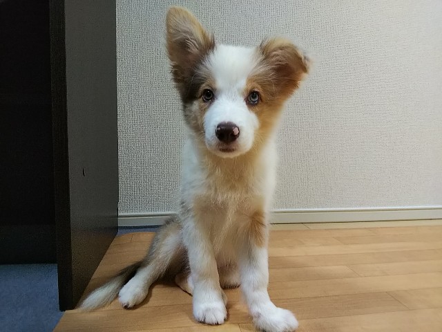 f:id:gussan-belle:20190117123929j:image