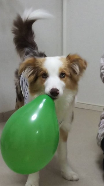 f:id:gussan-belle:20190117124419j:image