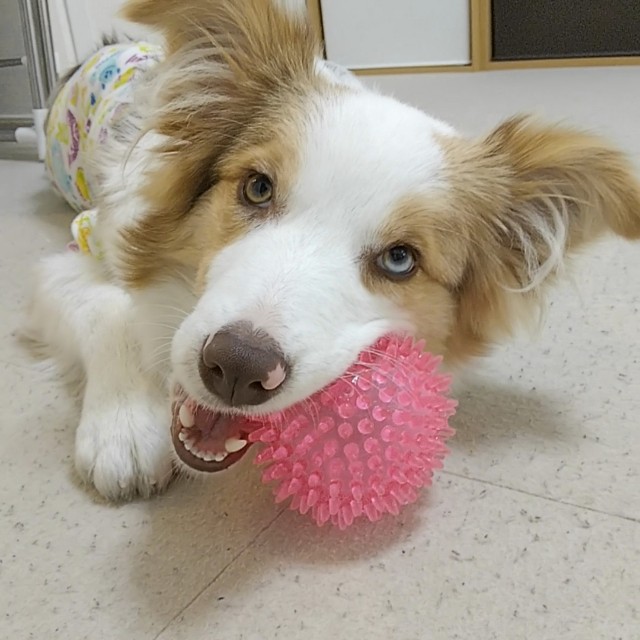 f:id:gussan-belle:20190117124517j:image