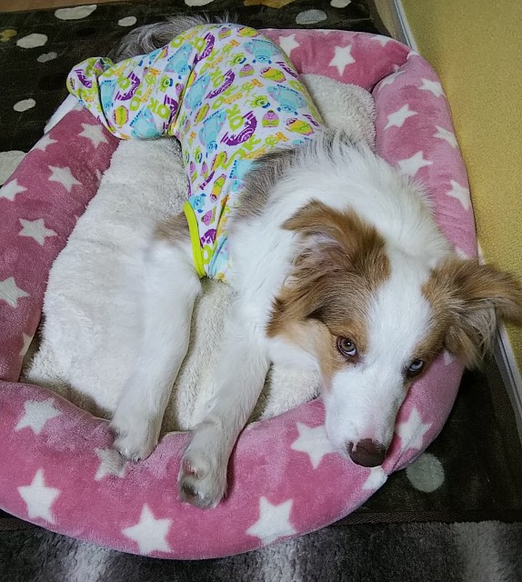 f:id:gussan-belle:20190118190133j:image