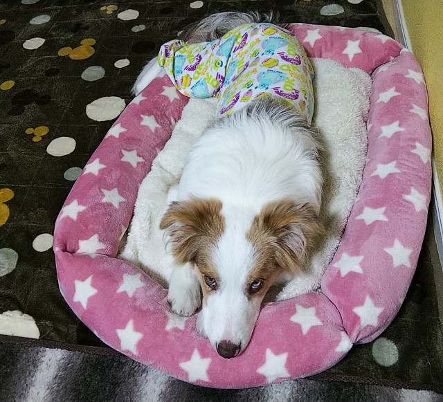 f:id:gussan-belle:20190118190154j:image