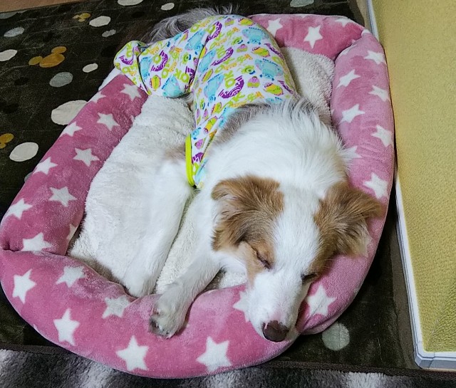 f:id:gussan-belle:20190118190207j:image