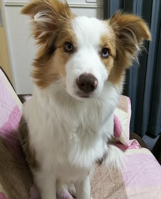f:id:gussan-belle:20190119174952j:image
