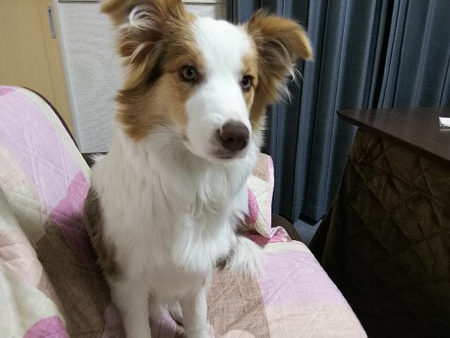 f:id:gussan-belle:20190119175031j:image