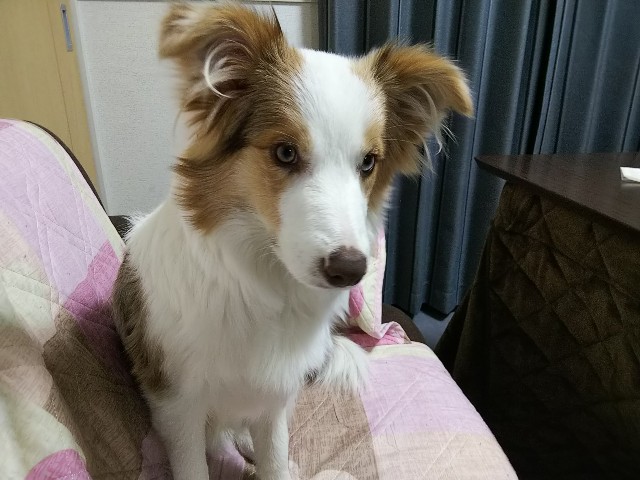 f:id:gussan-belle:20190119175049j:image