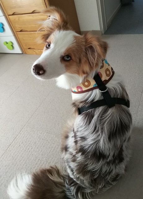 f:id:gussan-belle:20190120161613j:image f:id:gussan-belle:20190120161613j:image