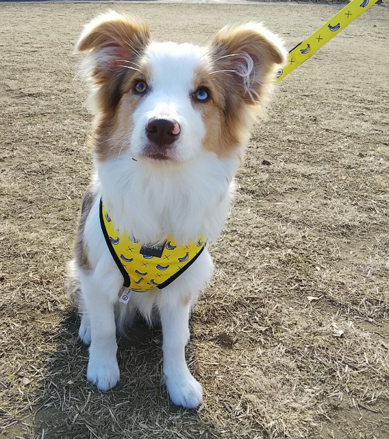 f:id:gussan-belle:20190120161644j:image f:id:gussan-belle:20190120161644j:image