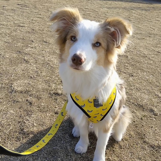 f:id:gussan-belle:20190120161705j:image f:id:gussan-belle:20190120161705j:image