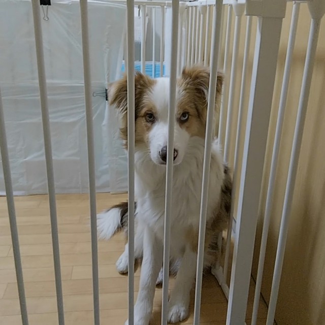 f:id:gussan-belle:20190123191049j:image