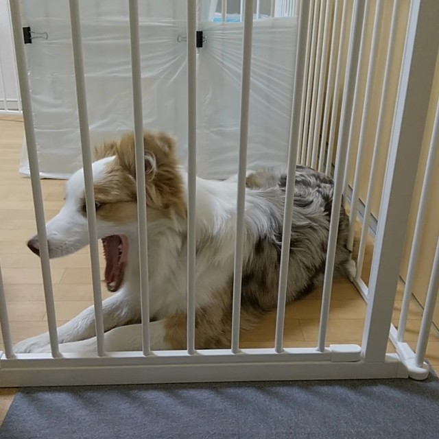 f:id:gussan-belle:20190123191153j:image