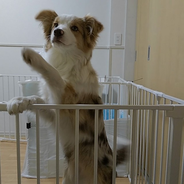 f:id:gussan-belle:20190123191206j:image