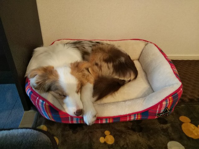 f:id:gussan-belle:20190124162013j:image