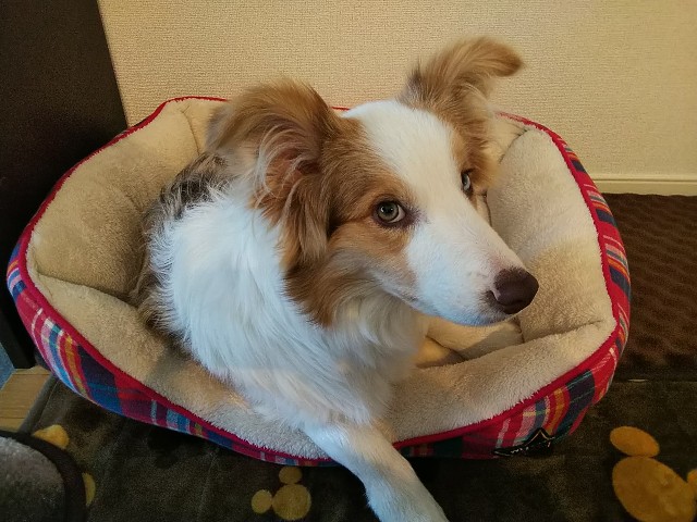 f:id:gussan-belle:20190124162036j:image