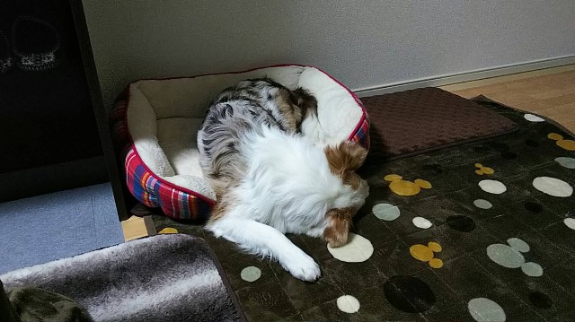 f:id:gussan-belle:20190124162109j:image