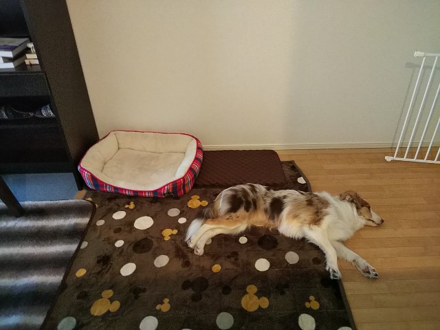 f:id:gussan-belle:20190124162231j:image