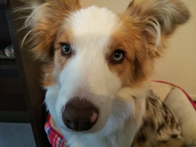 f:id:gussan-belle:20190124162324j:image