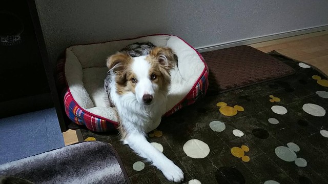 f:id:gussan-belle:20190124162453j:image