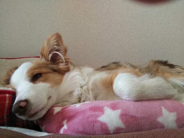 f:id:gussan-belle:20190125145418j:image