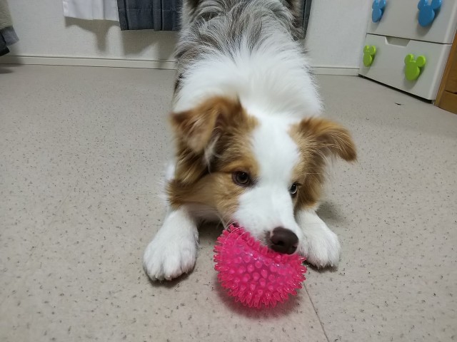 f:id:gussan-belle:20190126183901j:image