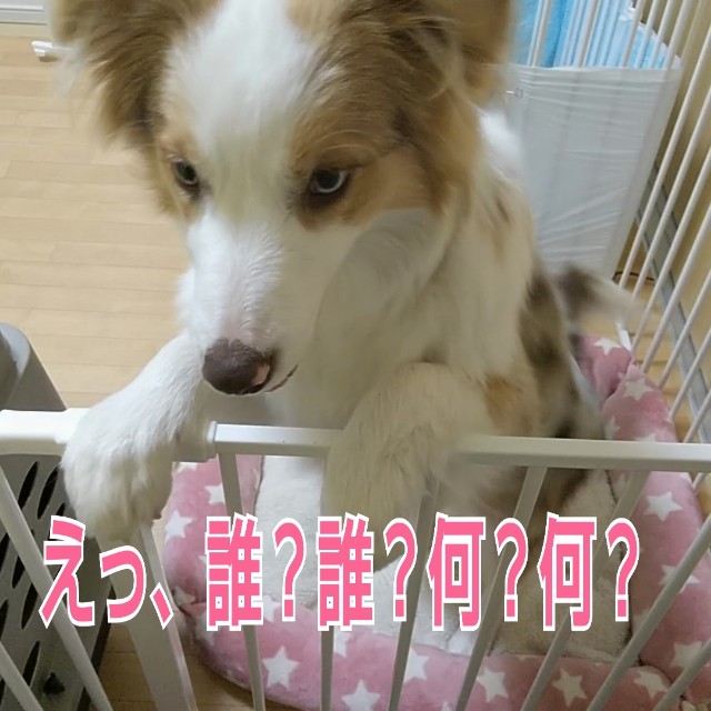 f:id:gussan-belle:20190128125637j:image