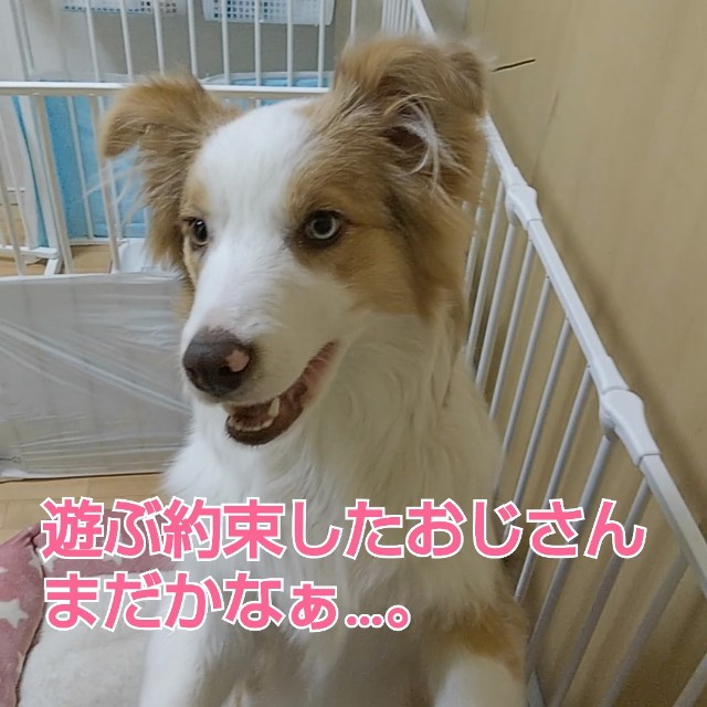 f:id:gussan-belle:20190128125731j:image