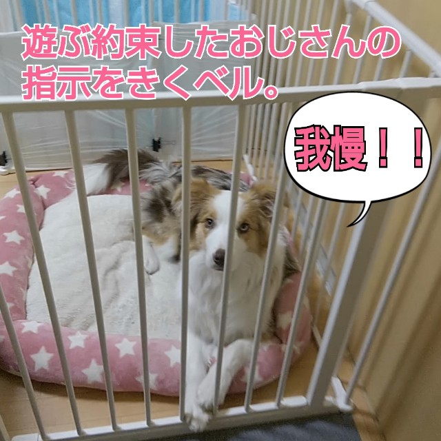 f:id:gussan-belle:20190128125754j:image