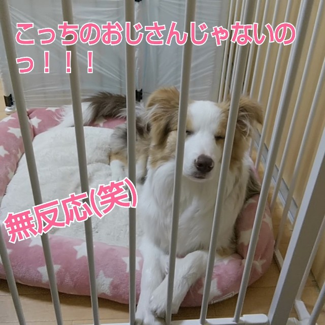 f:id:gussan-belle:20190128125809j:image