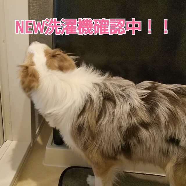 f:id:gussan-belle:20190128125838j:image