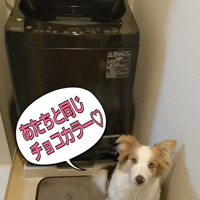 f:id:gussan-belle:20190128125848j:image