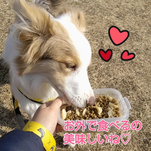 f:id:gussan-belle:20190129154858j:image