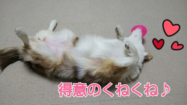 f:id:gussan-belle:20190130080902j:image f:id:gussan-belle:20190130080902j:image