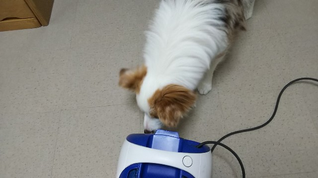 f:id:gussan-belle:20190131122629j:image f:id:gussan-belle:20190131122629j:image