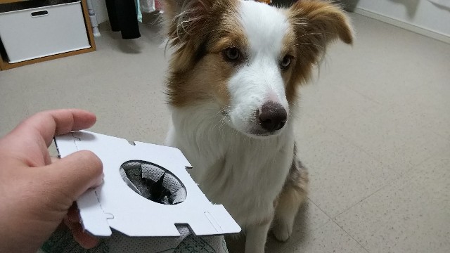 f:id:gussan-belle:20190131122646j:image f:id:gussan-belle:20190131122646j:image