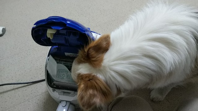 f:id:gussan-belle:20190131122747j:image f:id:gussan-belle:20190131122747j:image