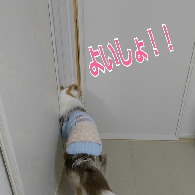 f:id:gussan-belle:20190209124219j:image